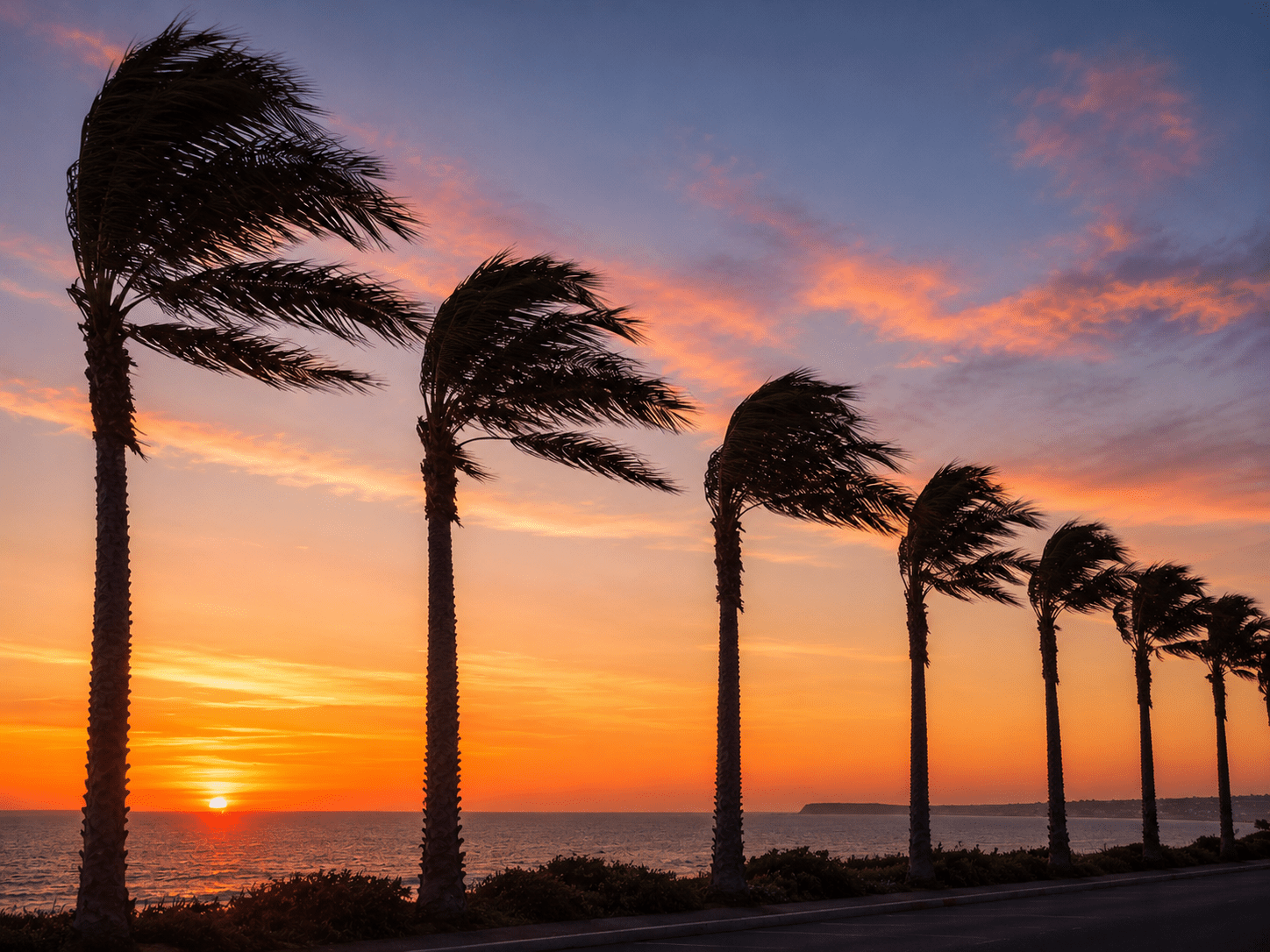 Palm Trees in Wind